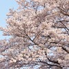〈成峯〉満開の桜