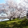 斐伊川堤防桜並木に咲いていた桜  ⑦（島根県雲南市木次町）