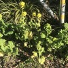 菜の花