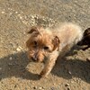 老犬ホームあん｜新人さん クウ^^