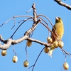 樹上の鳥（2023/2/22今朝の一枚）