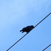 近くにいるカラスの鳴き声は面白い