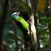 インドシナゴシキドリ Annam Barbet