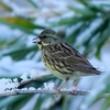 日本　冬の散歩道の野鳥たち
