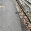 春の道、命の気配にふれる
