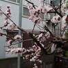 朝７時、杏の花満開。