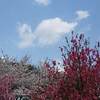 小野小町ゆかりの随心院 京都 紅葉 見頃時期は？