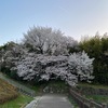 今年の桜