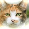 マンションの6階からチワワを落とす。。