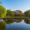 さきたま古墳公園の桜