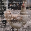 クリスマスにもうチキンは食べない。世界最悪レベルの飼育環境。