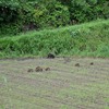 ウリボウ