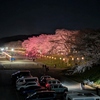 雨 vs お花見　～一目千本桜～