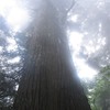 ご縁があって今度は雨の大岳山へ