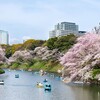 桜を見るために近隣を散策