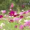 西原村でコスモスが見頃【熊本】