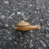 道路にカタツムリ
