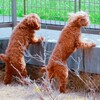 トリミング事情♪