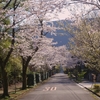 散歩道ともお別れ