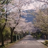 散歩道ともお別れ