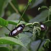 Tabubilの昆虫