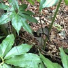 5月2日の鳴神山カッコソウ移植地