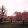 【河津桜】朝の代々木公園で