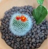胴切りしたサボテンに花！