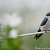 一休みの Mangrove Swallow （マングローブ　スワロー） 