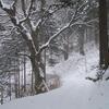 木曽路･･最終章は雪でした。