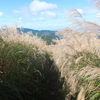 岩湧山のススキを見に行きました（大阪府）（10/24）