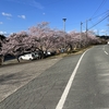 最後の追い込みと桜🌸