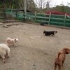 老犬ホームあん｜要請