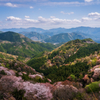 知られざる絶景へ・秘境相津峠のヤマザクラ（大台町）