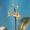 Phalaenopsis chibae