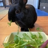 俺とグルフリスイーツ屋の関係