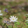 早春の花々（4月17日）