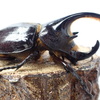 ネプチューンオオカブトの飼育を開始