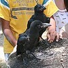 巣から落ちたカラスの「カー吉、ガー子」ヒナ2羽人になつく（沖縄県）