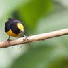 Orange-bellied Euphonia キバラスミレフウキンチョウ