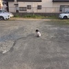 抱っこ病？