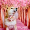 柴犬『きなこ』のお花見🌸換毛期！！太ってたんじゃなかったのね(^^;