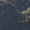 アオショウビン White-throated Kingfisher