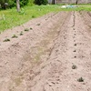 家庭菜園に植えた野菜たち。