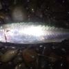 7目釣りのI浜釣行・・・夜釣りで「サバ」「シマアジ」「黒鯛」が釣れました🐟　最後に赤い魚も(･∀･)　　　