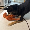 黒柴 🐶 つん