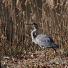 自然の美: 野鳥公園での観察記録