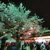 岡崎城公園　夜桜見物！クロワッサンたい焼きが美味しい！