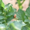 桜の木についた毛虫や芋虫の駆除方法