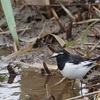 公園の野鳥達